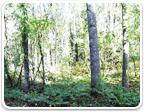 Land in Charlottesville under one acre for sale
