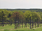 Altillo - Virginia Winery near Lynchburg, VA