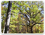 Land in Goochland Under $100K