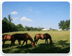 Equestrian Properties in Virginia  under $300K