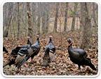 Hunting Properties in Virginia over 150 Acres