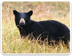 Hunting Properties in Virginia $1M to $2M