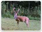 Hunting Properties in Virginia $500K to $1M