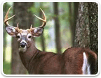 Hunting Properties in Virginia over $2M