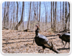 Hunting Properties in Virginia under $500K