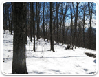 Land in Nelson Under $100K