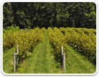 Vineyard Properties in Virginia over $2M for sale