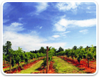 Vineyard Properties in Virginia $500K to $1 Million