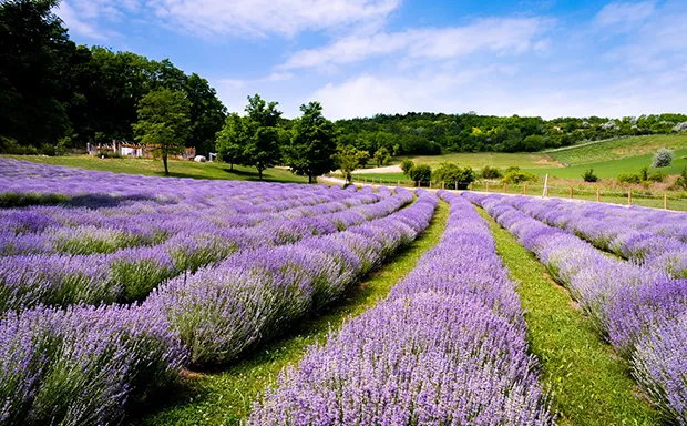 Northern Virginia Farms for Sale Northern Virginia Farms for Sale